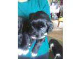 Portuguese Water Dog Puppy for sale in Anaconda, MT, USA