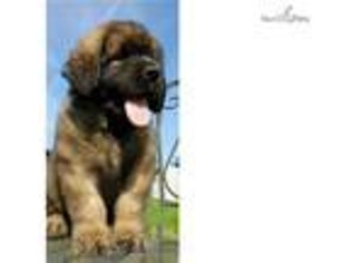 Leonberger Puppy for sale in Los Angeles, CA, USA