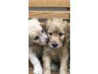 Goldendoodle Puppy for sale in Lula, GA, USA