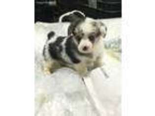 Pembroke Welsh Corgi Puppy for sale in Rembrandt, IA, USA