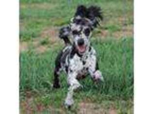 Mutt Puppy for sale in Columbia, SD, USA