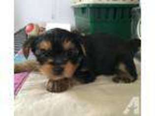 Yorkshire Terrier Puppy for sale in SALEM, MA, USA