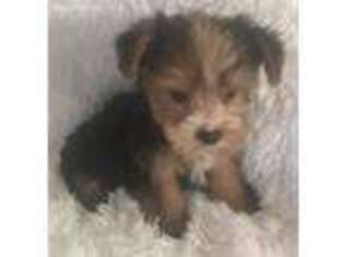 Yorkshire Terrier Puppy for sale in Greenwood, SC, USA