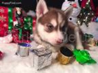 Siberian Husky Puppy for sale in Laquey, MO, USA