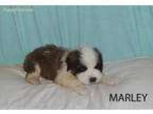 Saint Bernard Puppy for sale in Cashton, WI, USA
