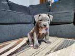 Mutt Puppy for sale in Fredonia, NY, USA