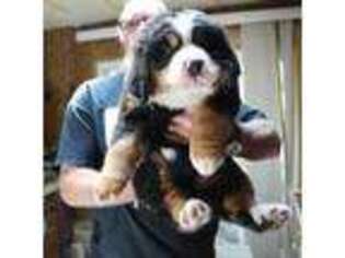 Bernese Mountain Dog Puppy for sale in Crescent City, CA, USA
