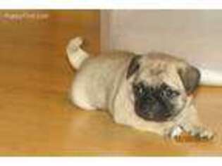 Pug Puppy for sale in Kissimmee, FL, USA