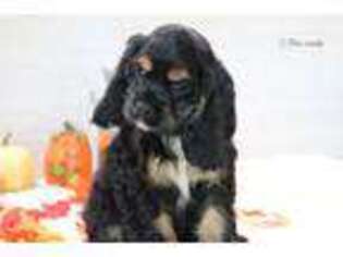 Cocker Spaniel Puppy for sale in Springfield, MO, USA