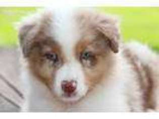Australian Shepherd Puppy for sale in Malvern, AR, USA