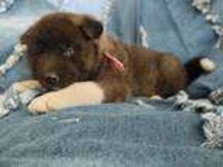 Akita Puppy for sale in Fairfield, MT, USA
