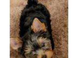 Yorkshire Terrier Puppy for sale in Wenatchee, WA, USA
