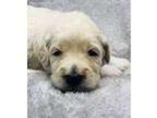 Goldendoodle Puppy for sale in Fleming, CO, USA