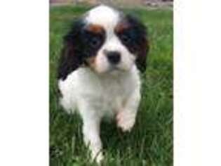 Cavalier King Charles Spaniel Puppy for sale in Fort Plain, NY, USA