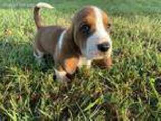 Basset Hound Puppy for sale in Purdy, MO, USA