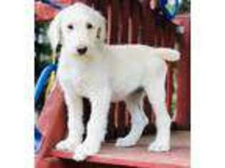 Labradoodle Puppy for sale in Kelso, WA, USA