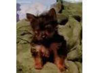 Yorkshire Terrier Puppy for sale in Newberry, SC, USA