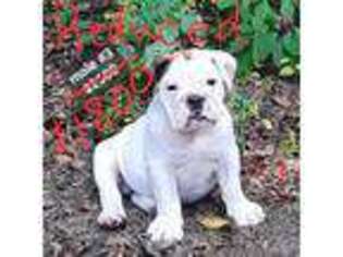 Bulldog Puppy for sale in Four Oaks, NC, USA