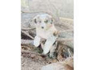 Miniature Australian Shepherd Puppy for sale in Livingston, TX, USA