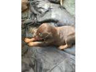 Doberman Pinscher Puppy for sale in Acushnet, MA, USA