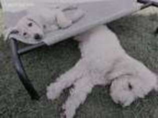 Labradoodle Puppy for sale in Bend, OR, USA