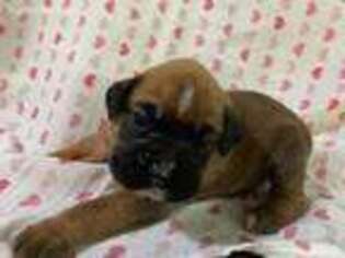 Boxer Puppy for sale in Troy, MO, USA