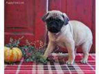 Pug Puppy for sale in Lewisburg, PA, USA