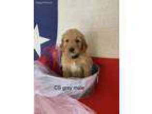 Goldendoodle Puppy for sale in Salado, TX, USA