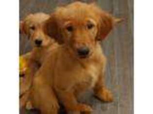 Golden Retriever Puppy for sale in Alvarado, TX, USA