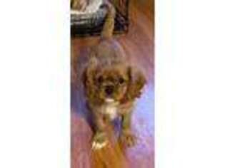 Cavalier King Charles Spaniel Puppy for sale in Leesburg, IN, USA