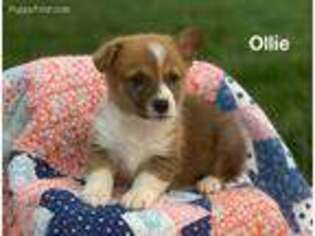 Pembroke Welsh Corgi Puppy for sale in Washburn, MO, USA