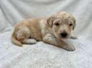 Mutt Puppy for sale in Hertford, NC, USA