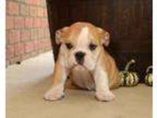 Bulldog Puppy for sale in Millersburg, OH, USA