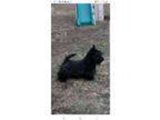Scottish Terrier Puppy for sale in Altamont, IL, USA