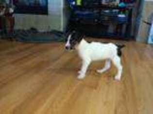 Jack Russell Terrier Puppy for sale in Victorville, CA, USA