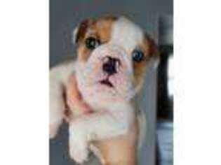Bulldog Puppy for sale in Plainfield, IL, USA