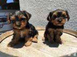 Yorkshire Terrier Puppy for sale in BELLFLOWER, CA, USA