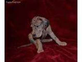 Great Dane Puppy for sale in Spencer, IN, USA