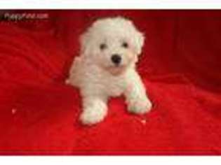 Bichon Frise Puppy for sale in Woodbury, NJ, USA