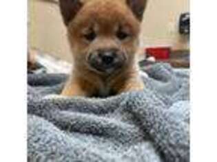 Shiba Inu Puppy for sale in Elizabethtown, KY, USA