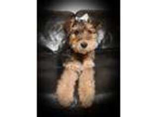 Airedale Terrier Puppy for sale in Columbus Grove, OH, USA
