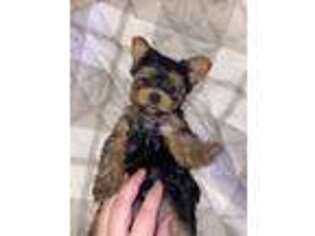 Yorkshire Terrier Puppy for sale in Adairsville, GA, USA