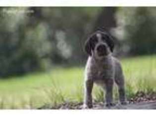 German Wirehaired Pointer Puppy for sale in Reddick, FL, USA