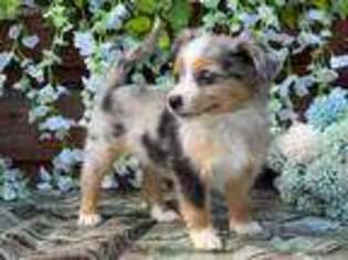 Miniature Australian Shepherd Puppy for sale in Ithaca, MI, USA