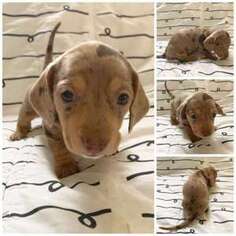 Dachshund Puppy for sale in Brownville, NY, USA