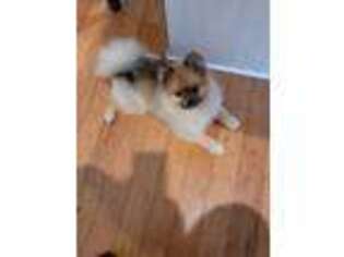 Pomeranian Puppy for sale in Chino Hills, CA, USA