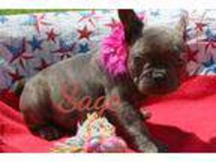 French Bulldog Puppy for sale in Hinesville, GA, USA