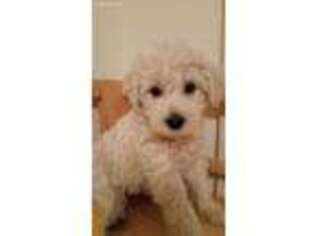 Schnoodle (Standard) Puppy for sale in Middletown, VA, USA