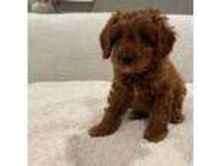 Cavapoo Puppy for sale in Issaquah, WA, USA