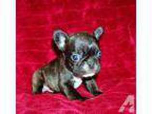 French Bulldog Puppy for sale in GRANTSBURG, IL, USA